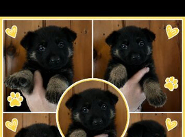 Stunning German Shepherds