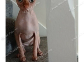 2 year old spayed spyhnx