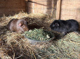 Pair of małe guinea pigs