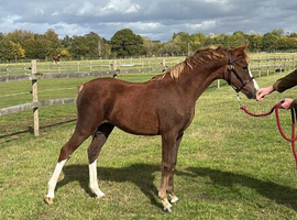 Welsh B filly foal