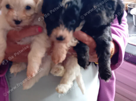 Malshipoo