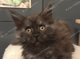 TICA registered Mainecoon kittens