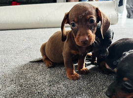 Miniature dachshund puppy's
