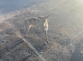 Lurcher