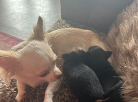 2 playful male chihuahua puppies