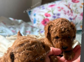 Toy poodle puppies