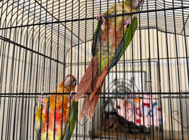 Hand Reared Conures For Sale