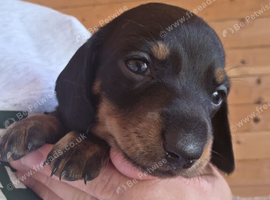 Beautiful miniature dachshund black and tan