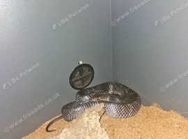 Texas indigo snake and blacktail cribo