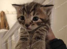 Tabby kittens