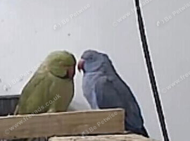 Male Olive Mutation and female violet