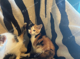 Kittens looking for forever homes
