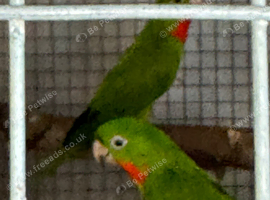 Pair red throated conures