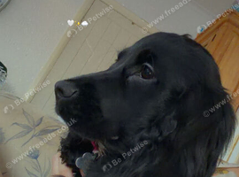 Cocker spaniel