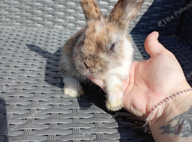 Last baby mini lop cross lionhead!