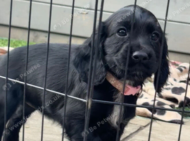 Cocker Spaniel Pups