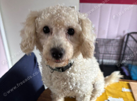 White toy poodle