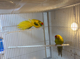 Proven breeding pair of kakarikis