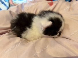 Beautiful kittens for sale