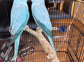 Blue Indian ring neck