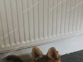 German shepherd