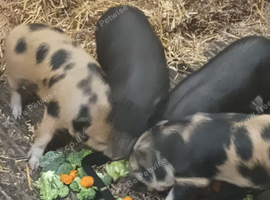 Gottengen male piglets