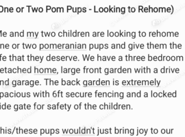 LOOKING TO REHOME ONE OR TWO POM PUP!