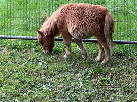 Mini Shetland colt foal