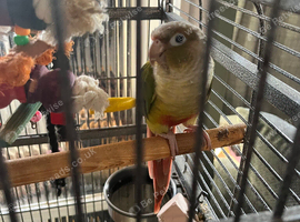 Pineapple conure
