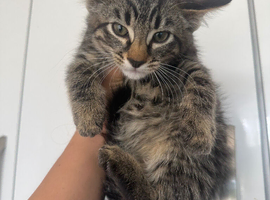Beautiful Kittens Ready for Their Forever Homes in Blackwood