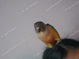 Missing kakarikis and conure
