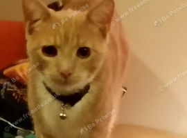 Male kitten
