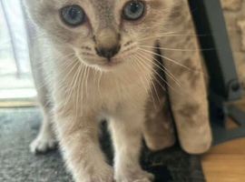 Beautiful Blue Lynx Point ragdoll cross Kittens for Sale