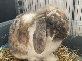 Male lop rabbit looking for new home