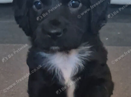 Gorgeous little girl ready now!!!!!