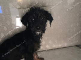 1 beautiful Jackapoo puppy available to go today