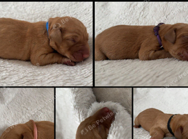 ️7 foxred Labrador puppies️