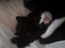 3 curious kittens looking for loving families