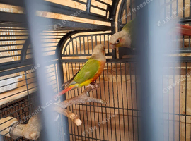 Pineapple conures