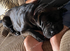 Shar-pei x Ridgeback mixed breed