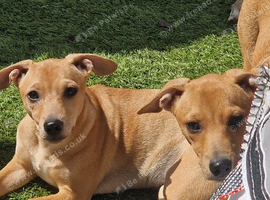 Lurcher x terrier girls