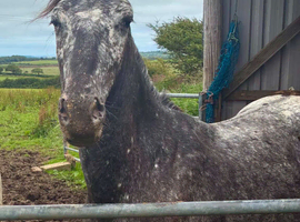 Apoloosa 2yr old gelding