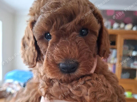 Beautiful Cavapoo Puppies Looking for Loving Forever Homes