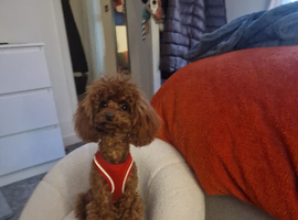 Stunning Asian toy poodle for stud