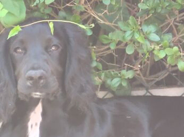 KC registered cocker spaniel stud dog (unproven)