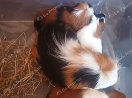 Beautiful  male guinea pigs
