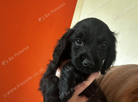 LAST BOY IN LITTER