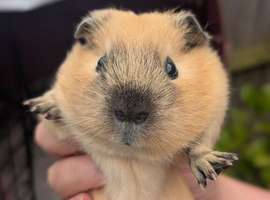 Cali guinea pig females x 2
