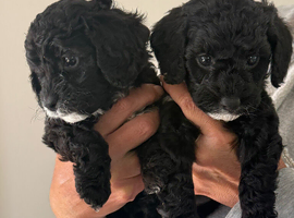 Beautiful litter of cockapoo puppies