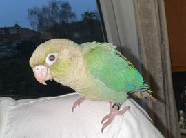 Baby Conure for sale